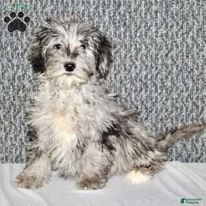 Parker, Portuguese Water Dog Mix Puppy